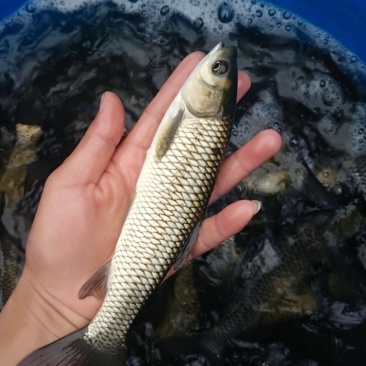 草鱼苗活鱼苗皖鱼苗优质草混子四大家鱼淡水渔场直供量大从优