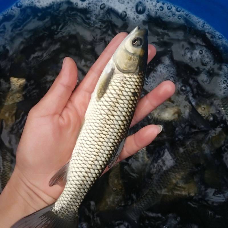 草鱼苗活鱼苗皖鱼苗优质草混子四大家鱼淡水渔场直供量大从优