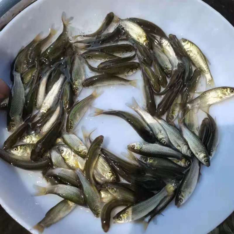 草鱼苗活鱼苗皖鱼苗优质草混子四大家鱼淡水渔场直供量大从优