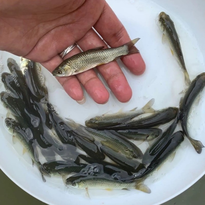 草鱼苗活鱼苗皖鱼苗优质草混子四大家鱼淡水渔场直供量大从优