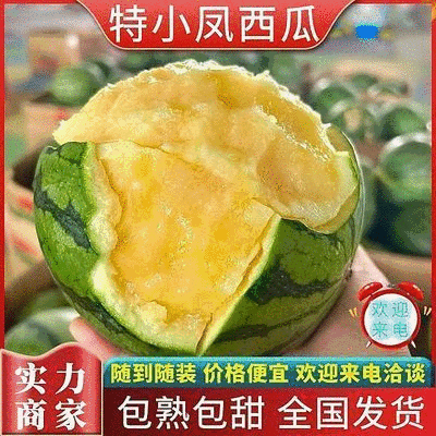 《精选》特小凤西瓜大量上市个头均匀量大从优全国代发