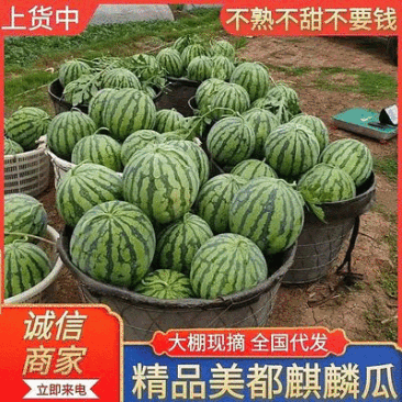 《精选》美都西瓜江苏西瓜大量上市包熟包甜量大从优