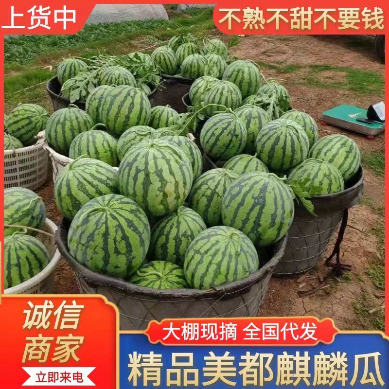 《精选》美都西瓜江苏西瓜大量上市包熟包甜量大从优