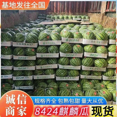 《精选》8424西瓜江苏西瓜大量上市包熟包甜现摘现发