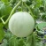 《玉菇甜瓜》冰淇淋甜瓜大量上市甜度高口感好量大从优