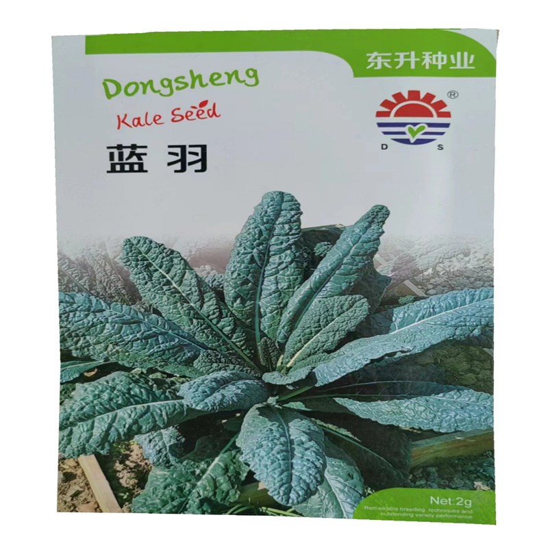 蓝羽羽衣甘蓝种子皱叶食用观赏羽衣甘蓝种子叶片蓝绿色