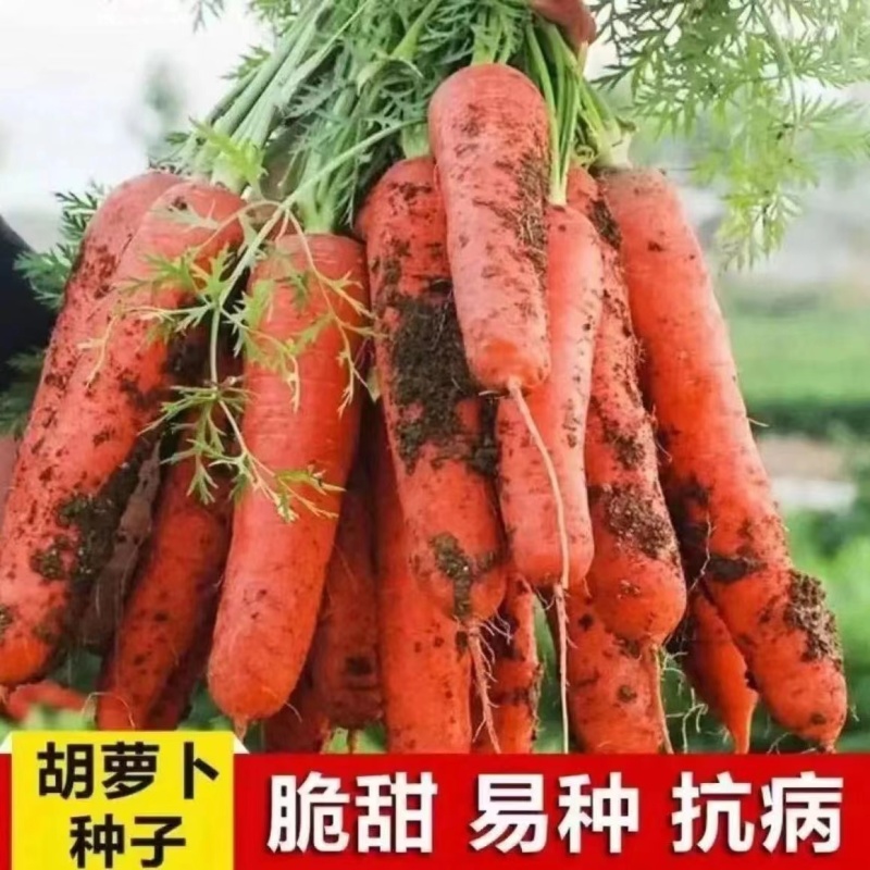 【君川种业】改良新黑田胡萝卜种子种籽杂交胡萝卜籽皮红甜脆