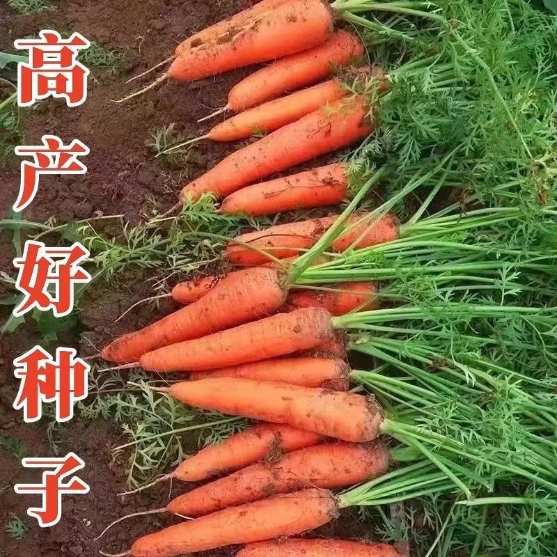 【君川种业】改良新黑田胡萝卜种子种籽杂交胡萝卜籽皮红甜脆
