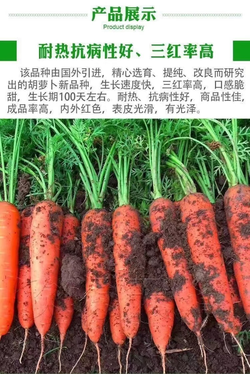 【君川种业】改良新黑田胡萝卜种子种籽杂交胡萝卜籽皮红甜脆