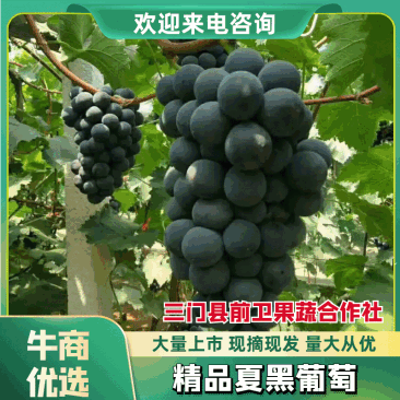 浙江夏黑葡萄串打果粉好现采现发可供应对接市场商超各大平台