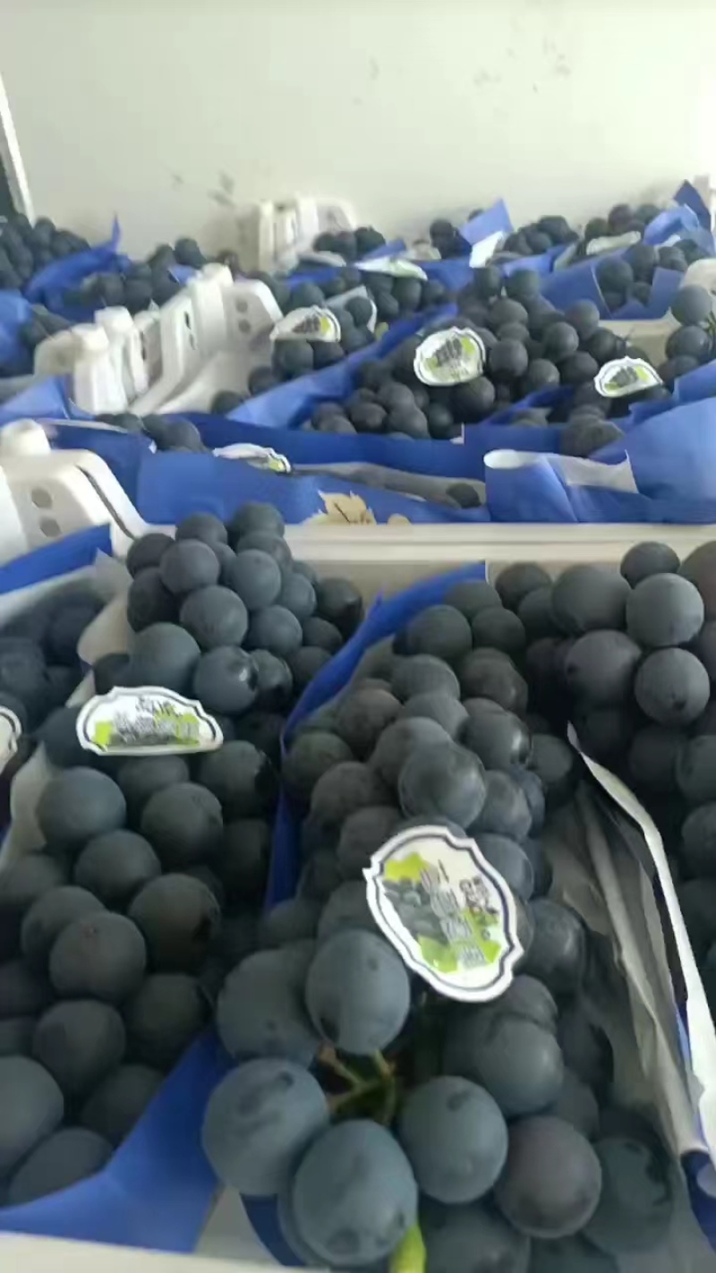 浙江夏黑葡萄串打果粉好现采现发可供应对接市场商超各大平台