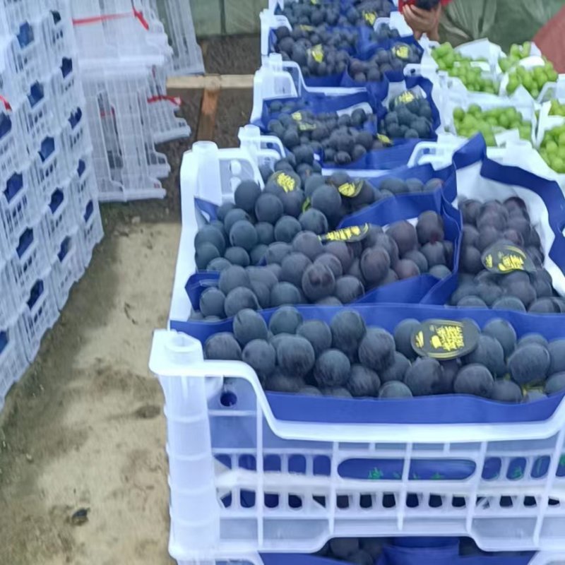浙江夏黑葡萄串打果粉好现采现发可供应对接市场商超各大平台