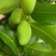 云南芒果台农芒果现摘现发肉厚皮薄对接全国市场