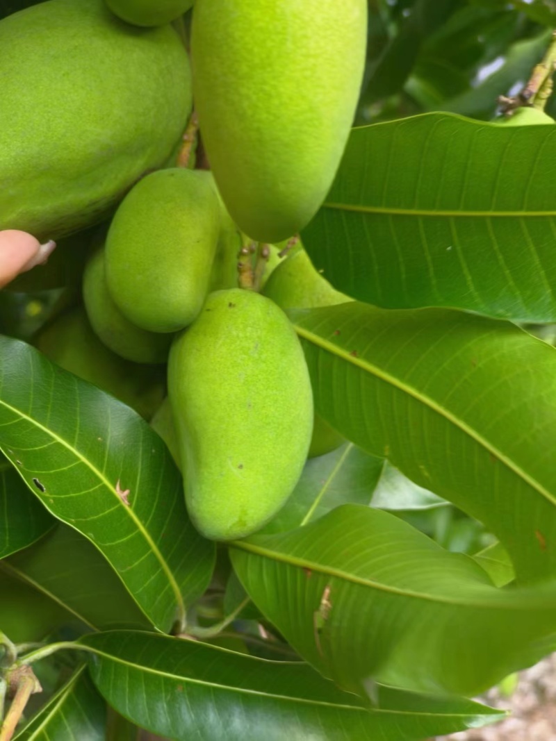 云南芒果台农芒果现摘现发肉厚皮薄对接全国市场