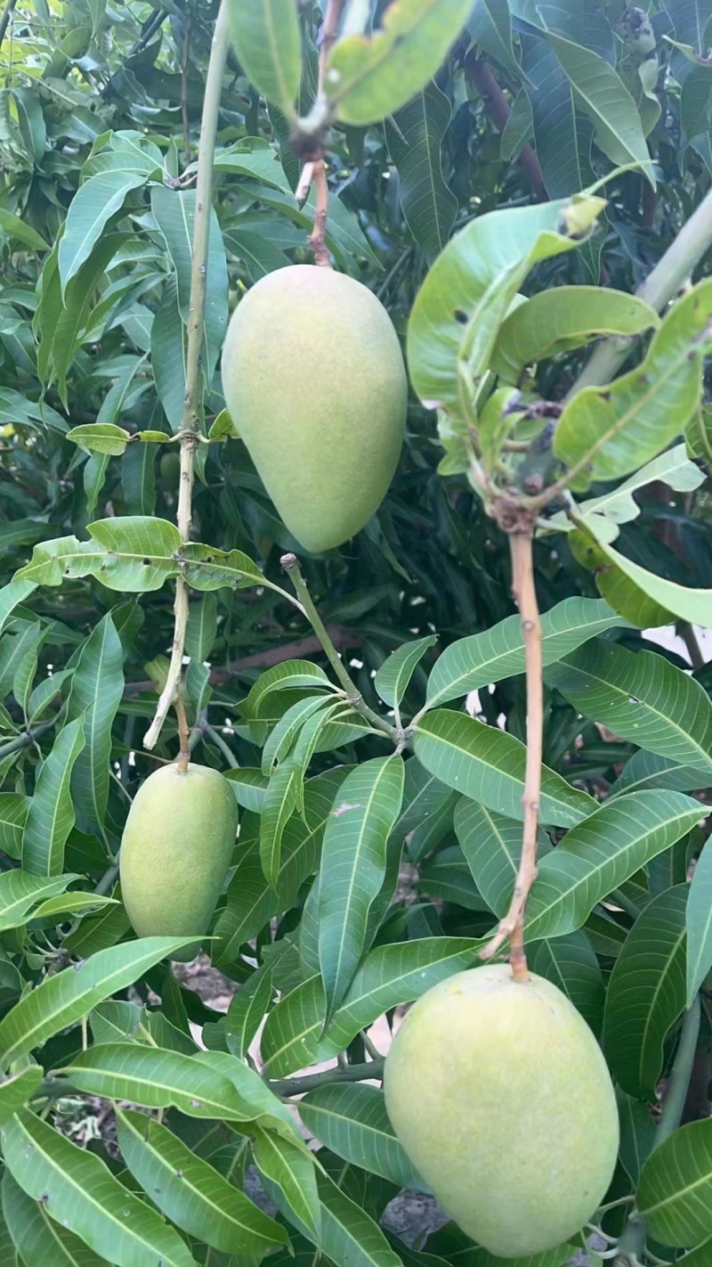 云南台农芒芒果产地直发可视频实地看货核小肉多