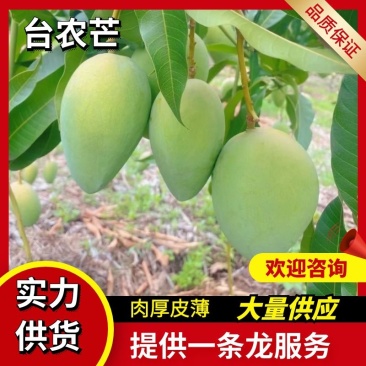 云南台农芒芒果产地直发可视频实地看货核小肉多