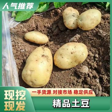 【优选】山东荷兰土豆货发全国对接全国市场欢迎联系