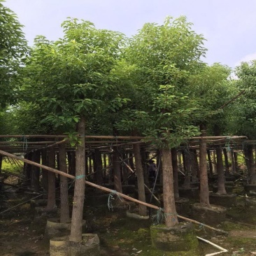 香樟树，市政袋截杆，骨架苗，全冠供应