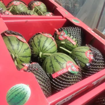 【优选】陕西吊篮西瓜货发全国皮薄多汁欢迎联系