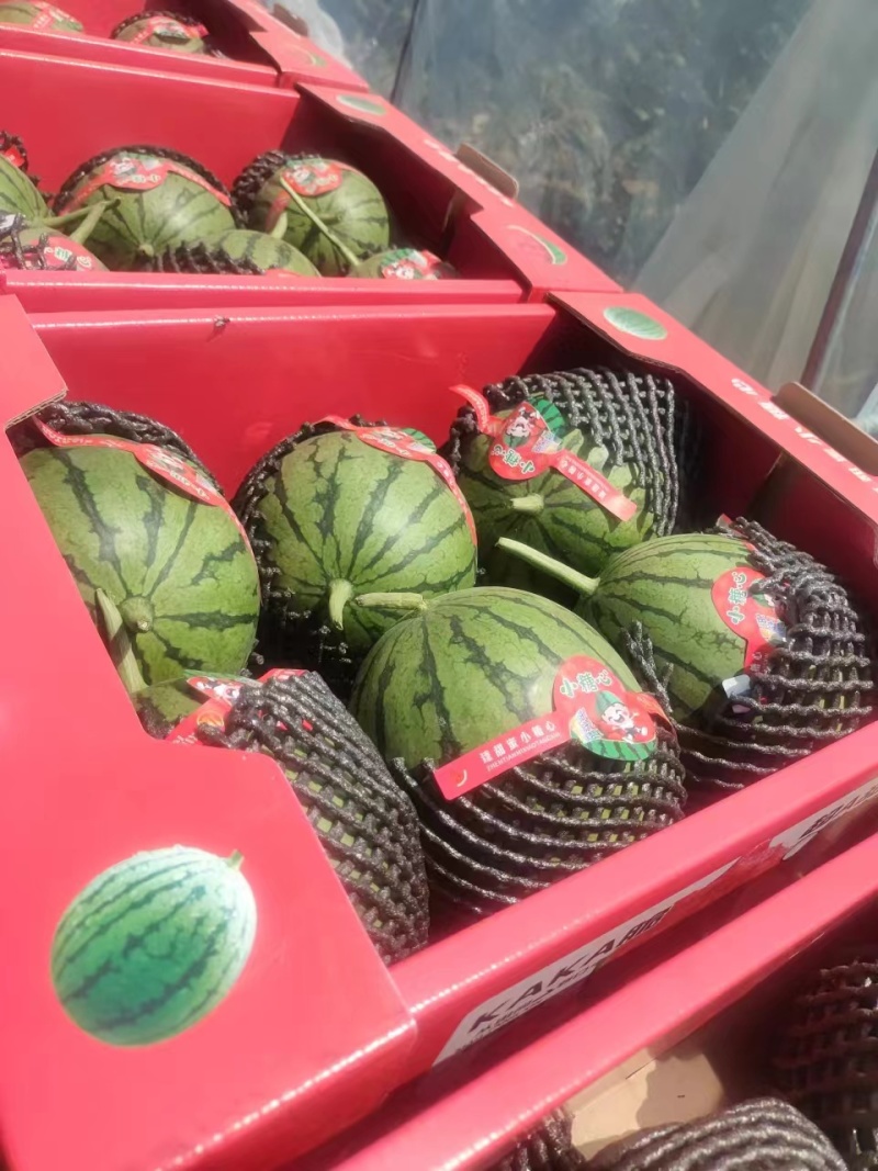 【优选】陕西吊篮西瓜货发全国皮薄多汁欢迎联系