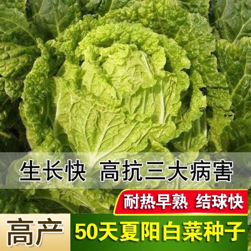 【百幕田种业】大白菜种籽大全红福萝卜种子春紫萝卜种子水果