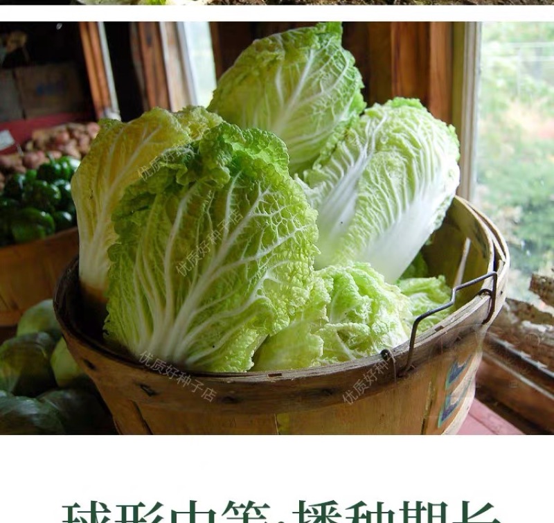 【百幕田种业】大白菜种籽大全红福萝卜种子春紫萝卜种子水果