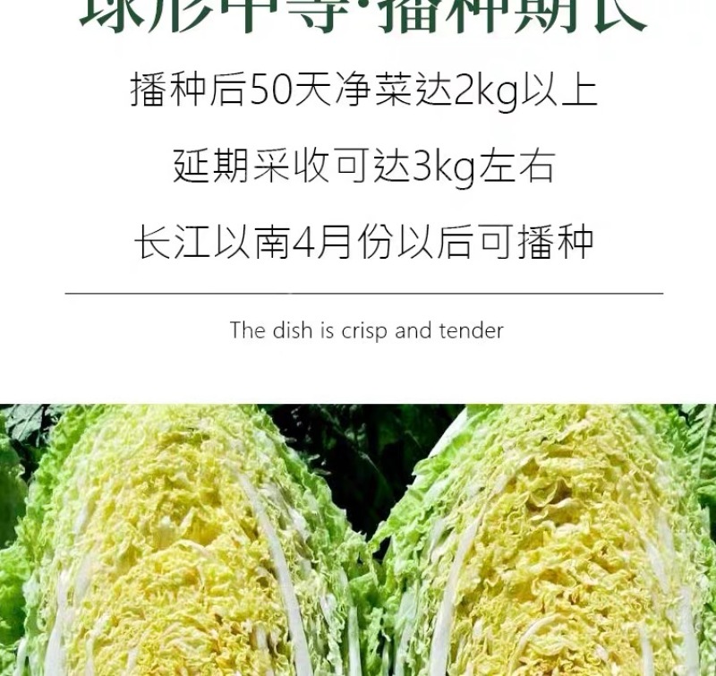 【百幕田种业】大白菜种籽大全红福萝卜种子春紫萝卜种子水果
