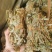 金钱草干货小札广西金钱草货源充足品质保证