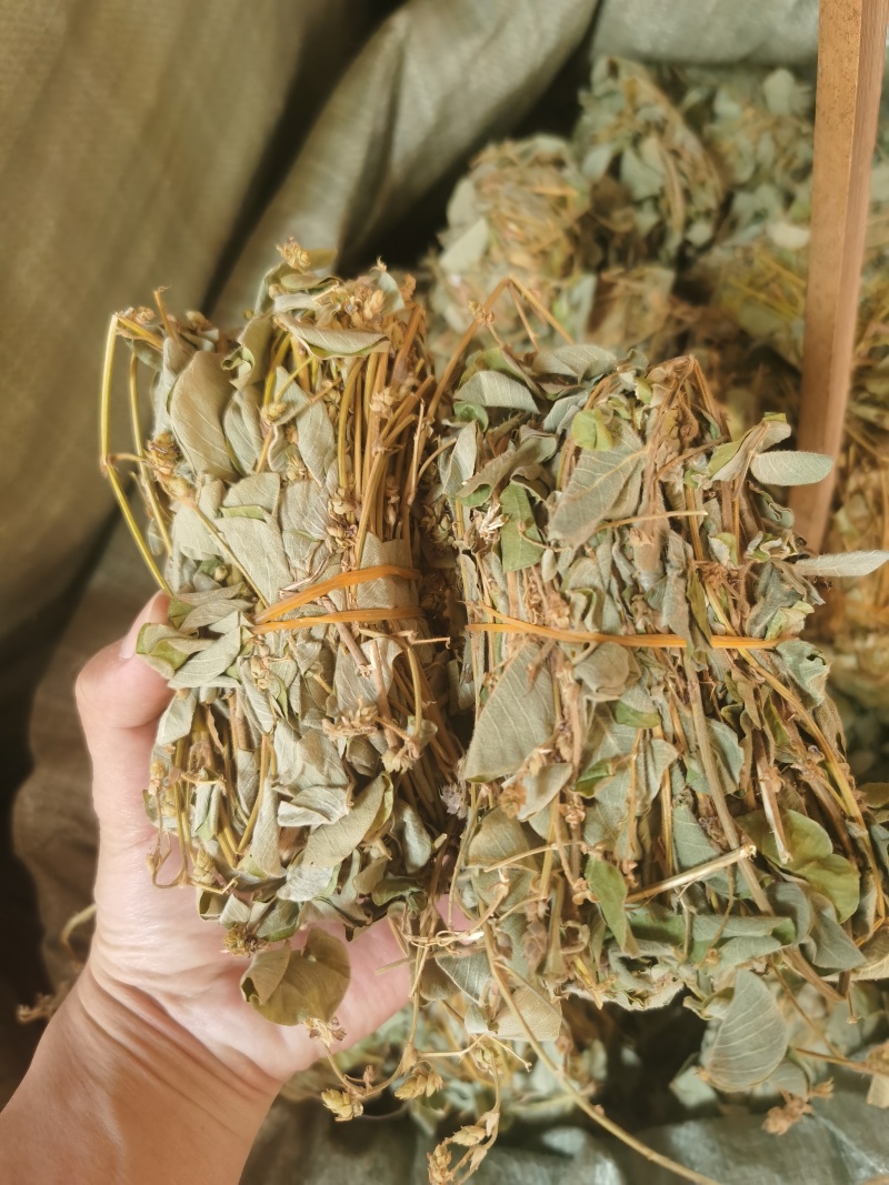 金钱草干货小札广西金钱草货源充足品质保证