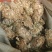 金钱草干货小札广西金钱草货源充足品质保证