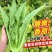 大颗四季油麦菜种子大叶油麦菜种子耐寒耐热甜味油麦菜种子