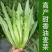 大颗四季油麦菜种子大叶油麦菜种子耐寒耐热甜味油麦菜种子