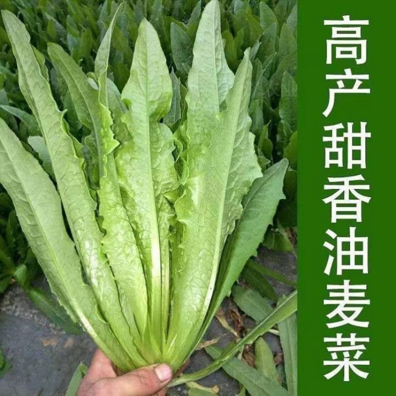 大颗四季油麦菜种子大叶油麦菜种子耐寒耐热甜味油麦菜种子