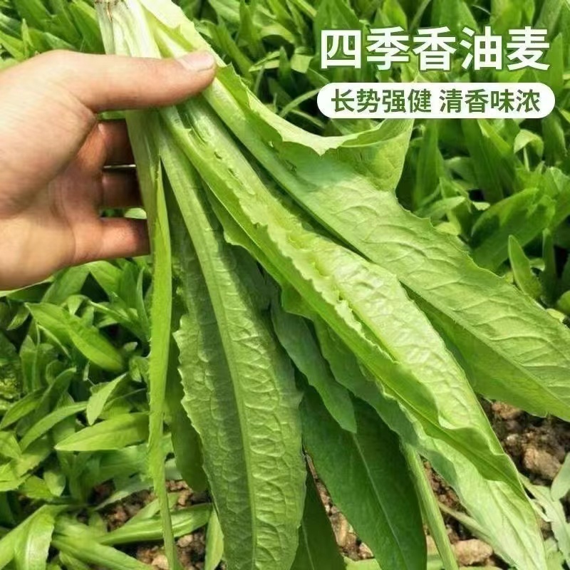 大颗四季油麦菜种子大叶油麦菜种子耐寒耐热甜味油麦菜种子