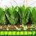 大颗四季油麦菜种子大叶油麦菜种子耐寒耐热甜味油麦菜种子