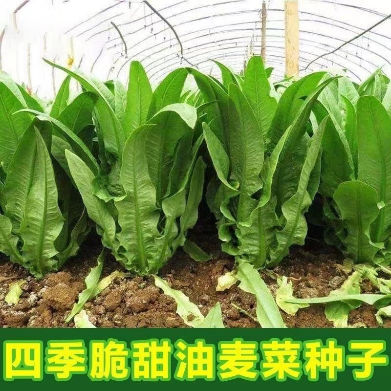 大颗四季油麦菜种子大叶油麦菜种子耐寒耐热甜味油麦菜种子