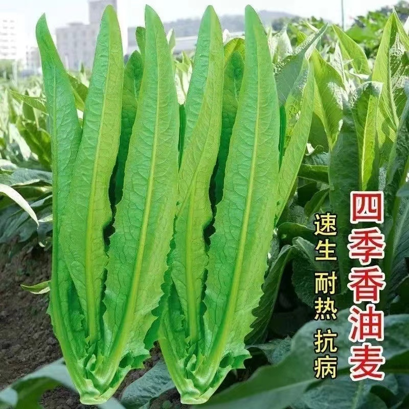 大颗四季油麦菜种子大叶油麦菜种子耐寒耐热甜味油麦菜种子