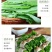 大颗四季油麦菜种子大叶油麦菜种子耐寒耐热甜味油麦菜种子