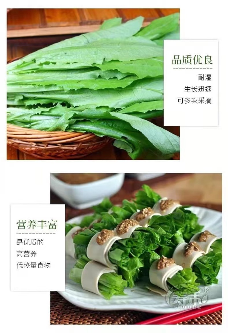 大颗四季油麦菜种子大叶油麦菜种子耐寒耐热甜味油麦菜种子