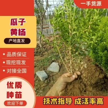 【精品】瓜子黄杨，基地直发，火热订购中