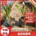 宿根地被精品大花萱草，金娃娃萱草现货大量批发