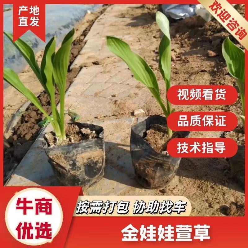 宿根地被精品大花萱草，金娃娃萱草现货大量批发