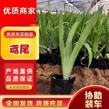 【精品】老鸢尾，水生鸢尾，德国鸢尾，基地直供