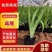 【精品】老鸢尾，水生鸢尾，德国鸢尾，基地直供
