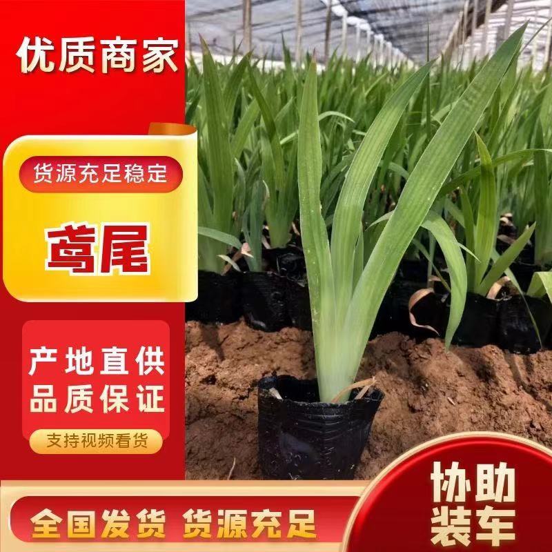 【精品】老鸢尾，水生鸢尾，德国鸢尾，基地直供
