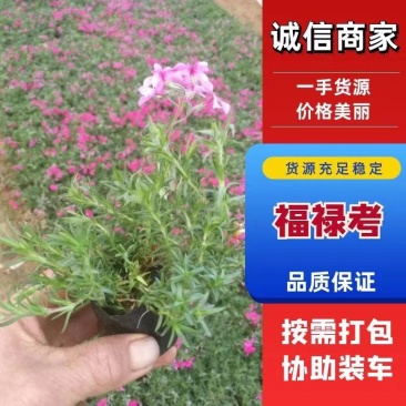 宿根丛生福禄考，花苗，工程绿化，庭院花海耐寒欢迎订购