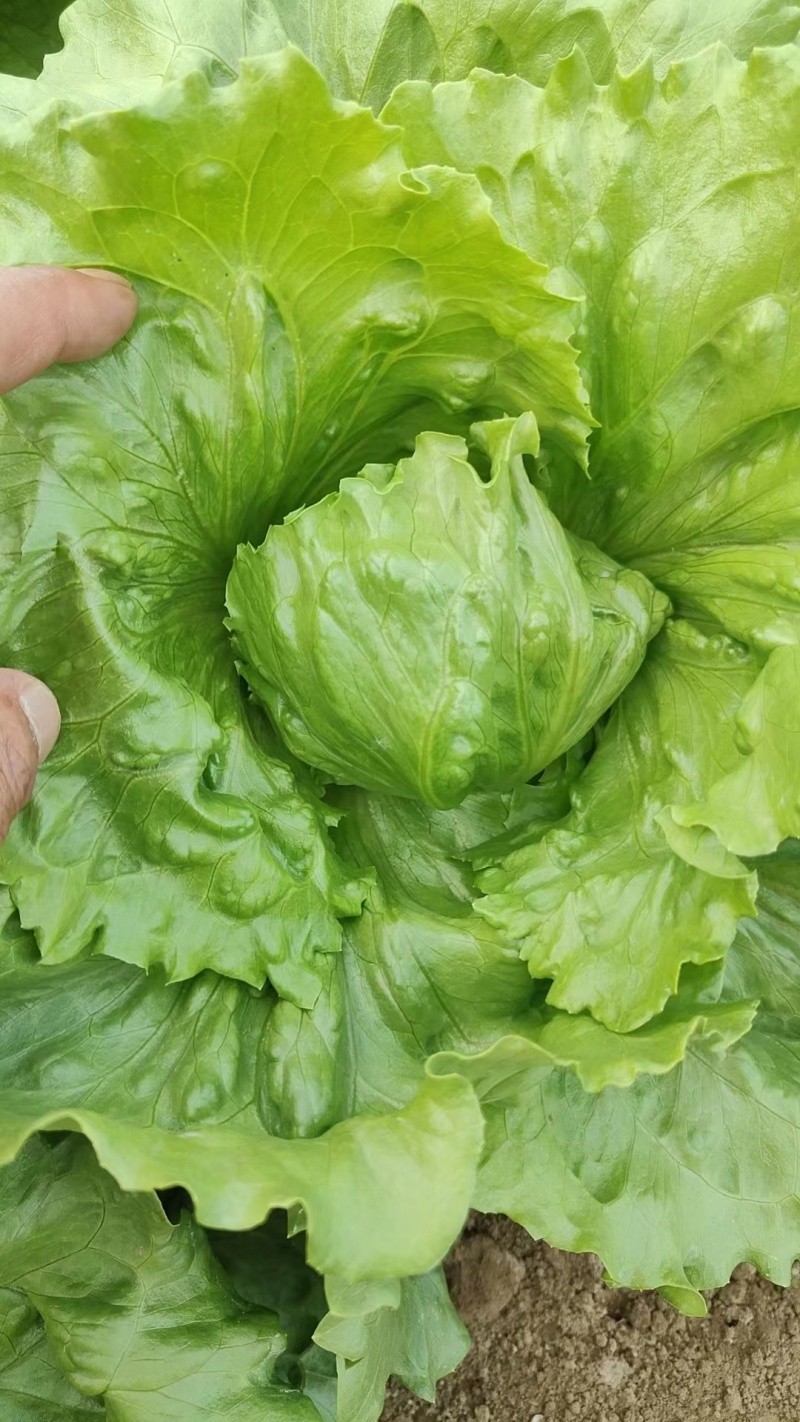 精品球生菜产地直发一手货源对接全国市场