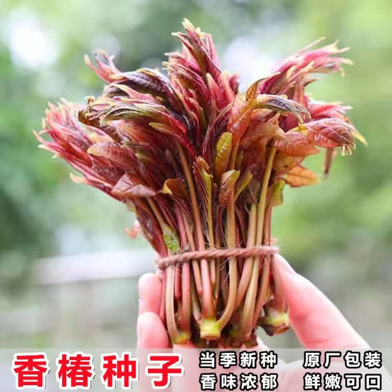 红油香椿种子速生香椿红香椿树种籽四季易种红叶香春芽菜蔬菜