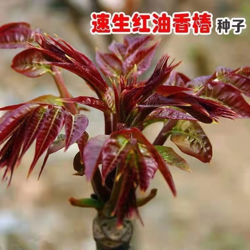 红油香椿种子速生香椿红香椿树种籽四季易种红叶香春芽菜蔬菜