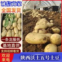 陕西精品黄心土豆，货量充足价低，规格齐全，可视频选货